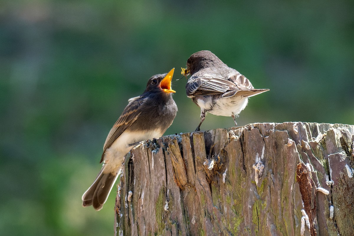 Black Phoebe - Ruslan Balagansky