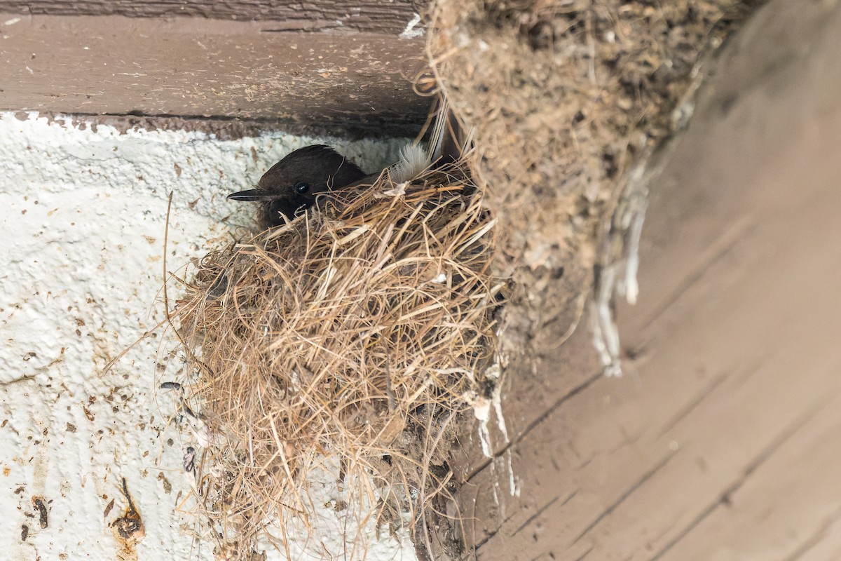 Black Phoebe - Ruslan Balagansky