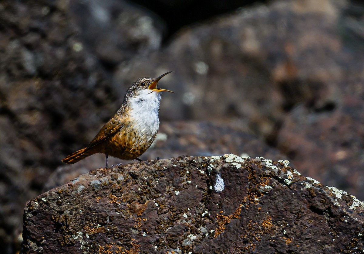 Canyon Wren - ML619605937