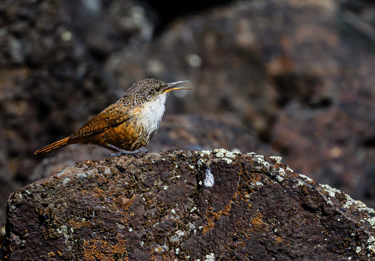 Canyon Wren - Ken Miracle