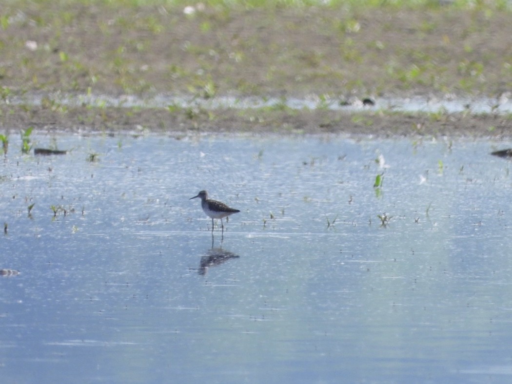 Wood Sandpiper - Monika Czupryna