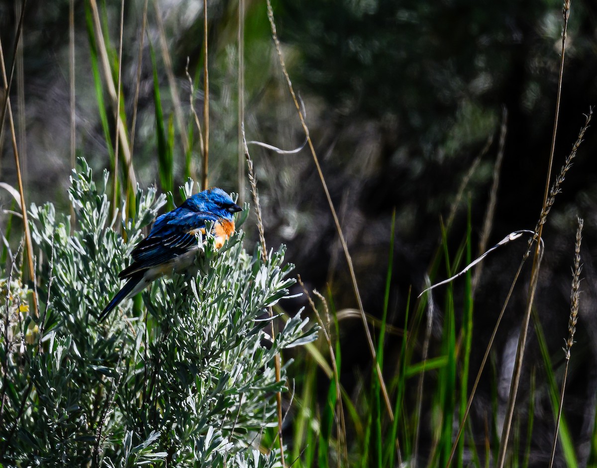 Lazuli Bunting - Ken Miracle