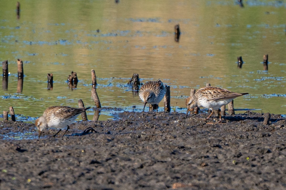 White-rumped Sandpiper - Dori Eldridge