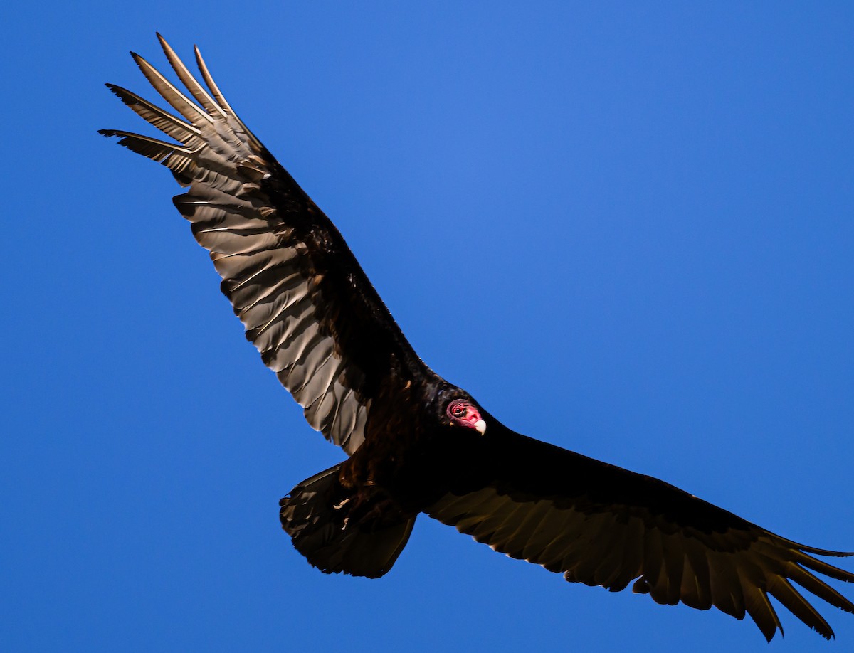 Turkey Vulture - Ken Miracle