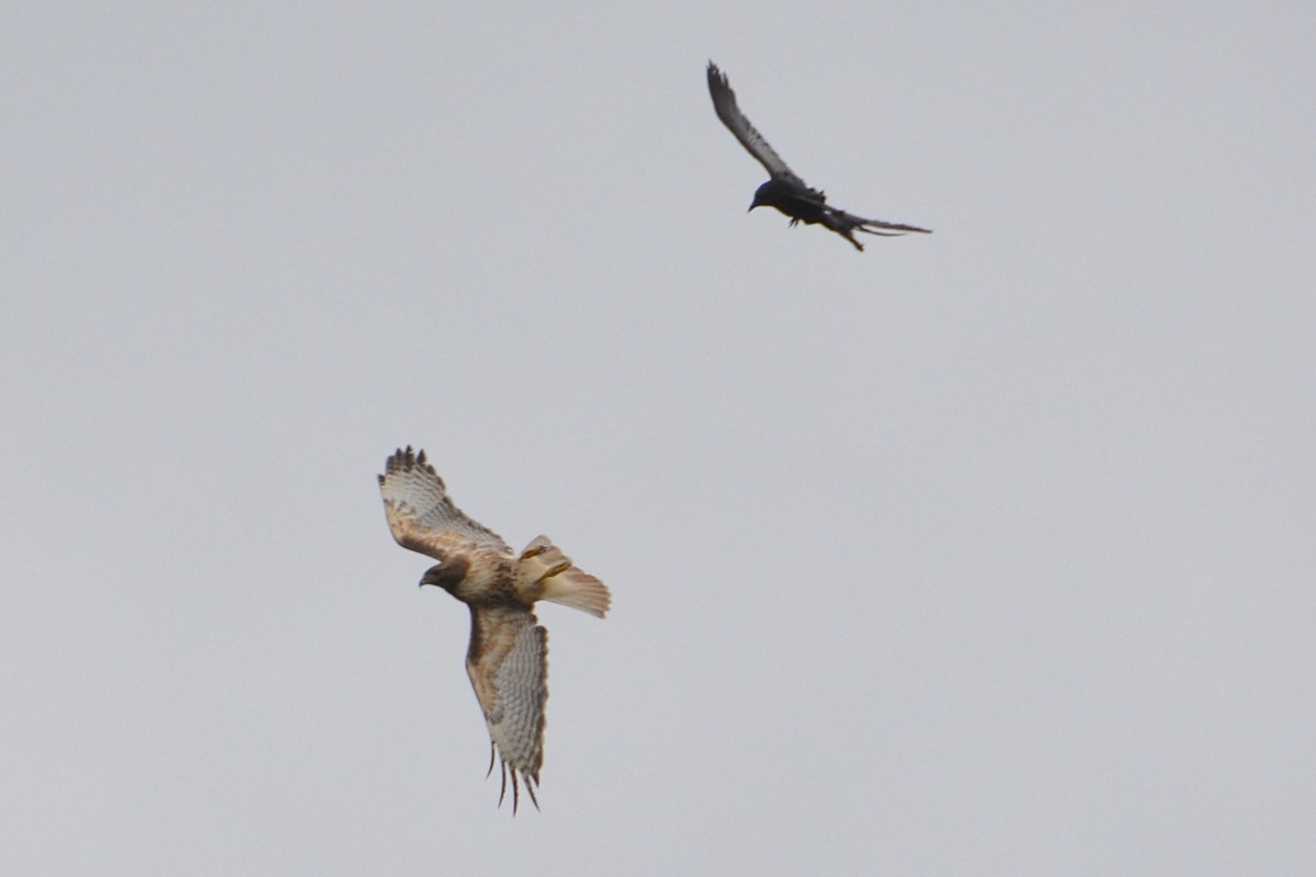 Red-tailed Hawk - lise owens