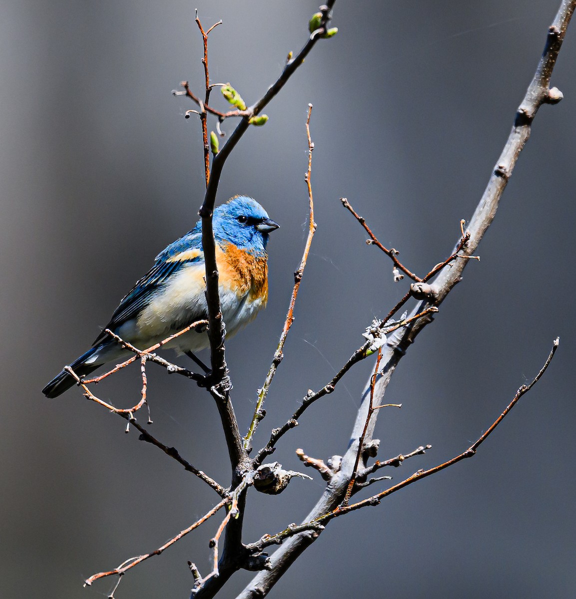 Lazuli Bunting - Ken Miracle