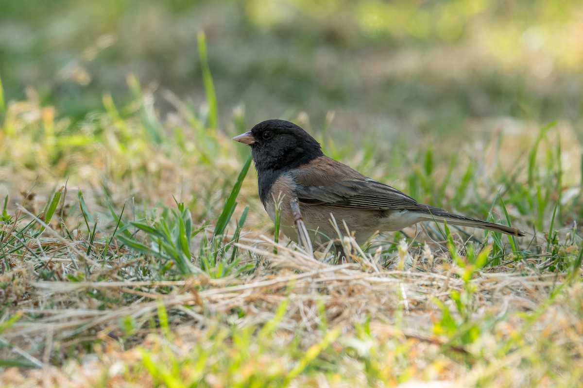 Dark-eyed Junco - ML619605963