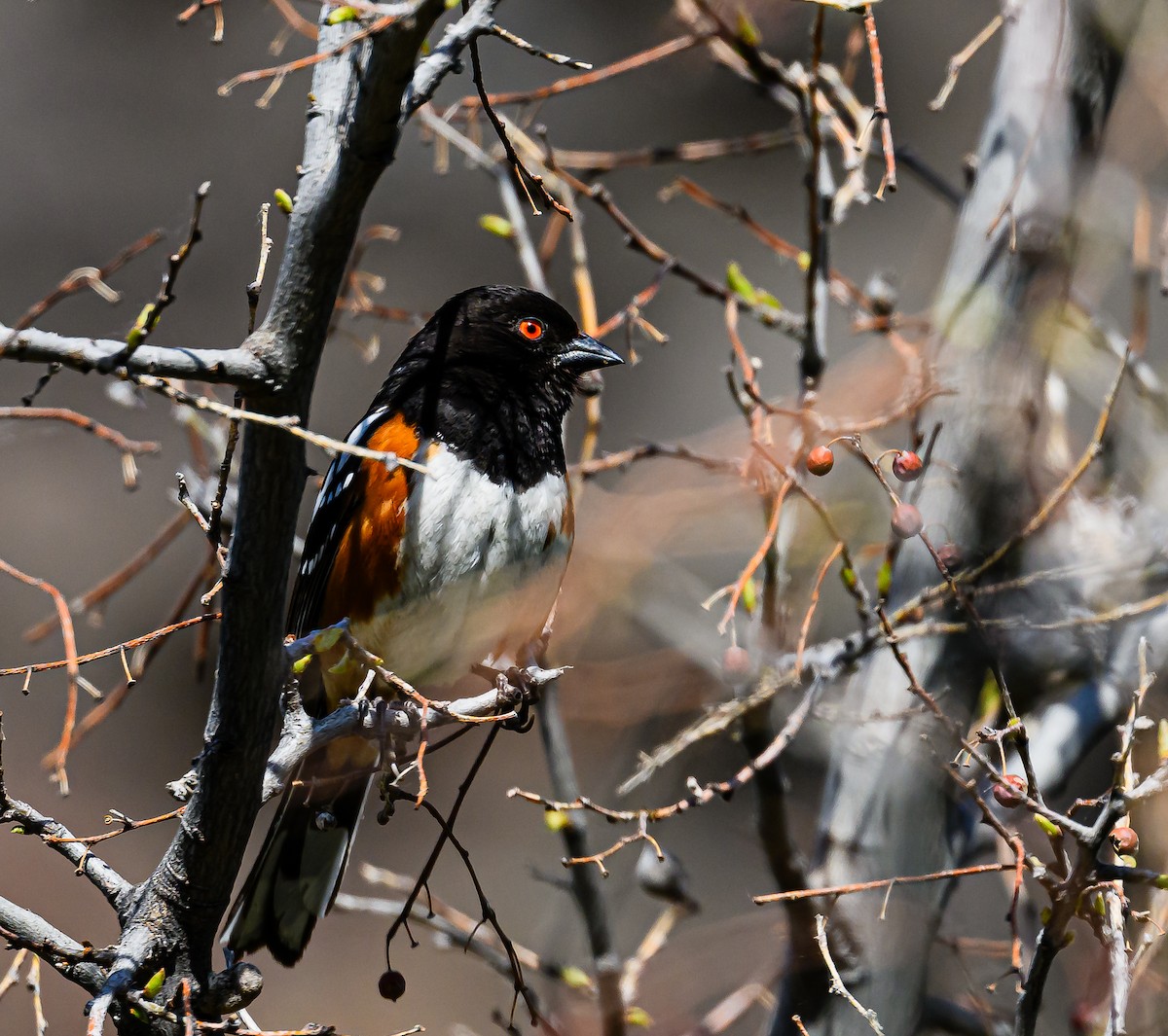 Spotted Towhee - Ken Miracle