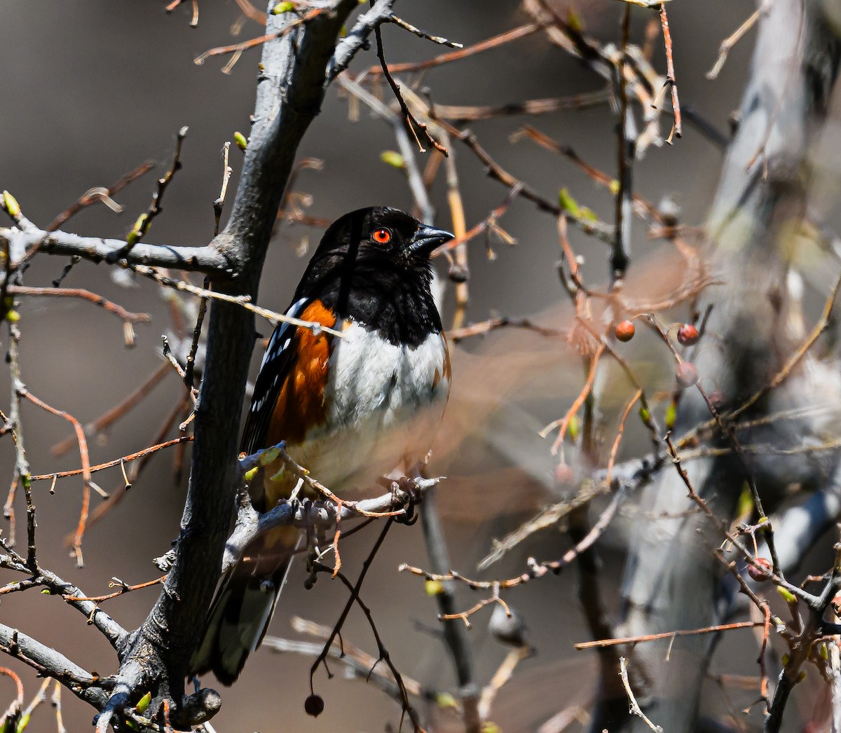 Spotted Towhee - Ken Miracle