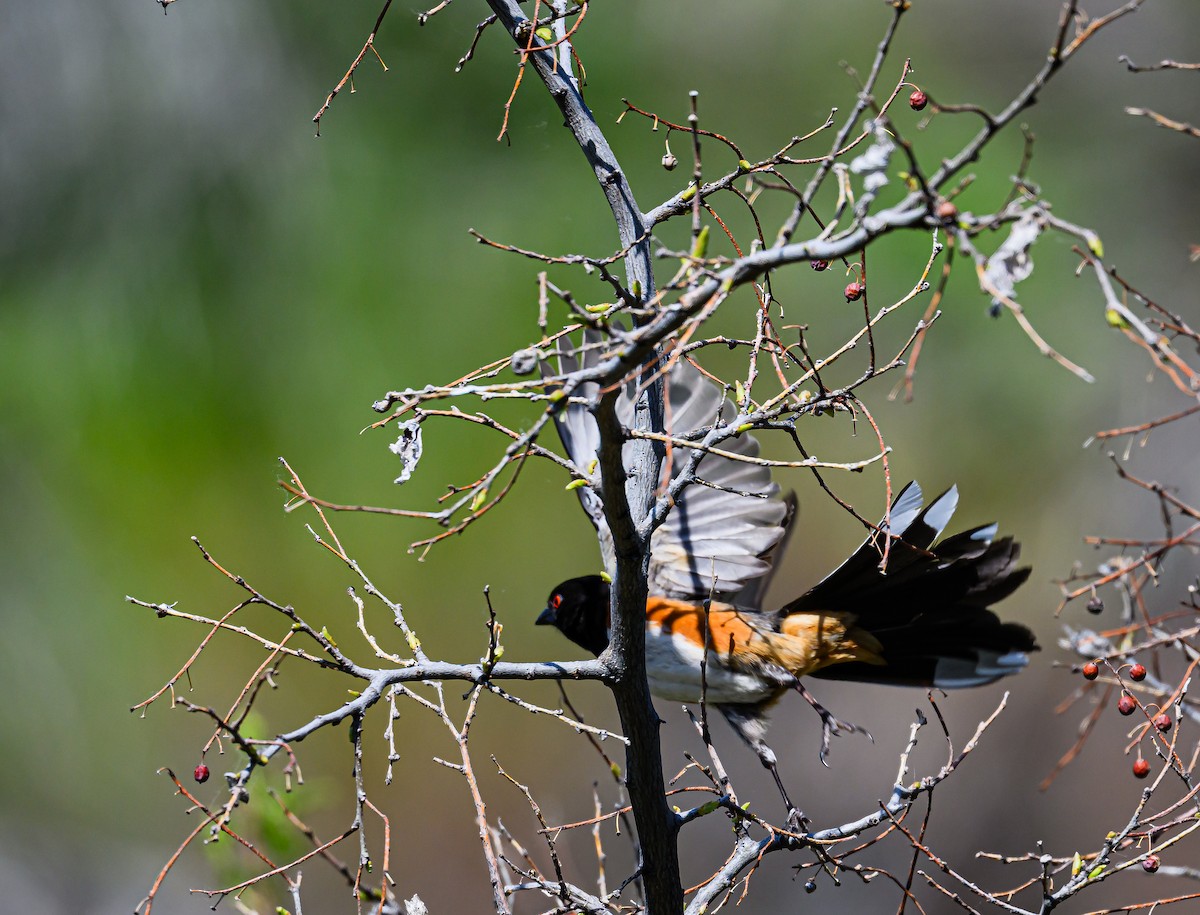 Spotted Towhee - Ken Miracle