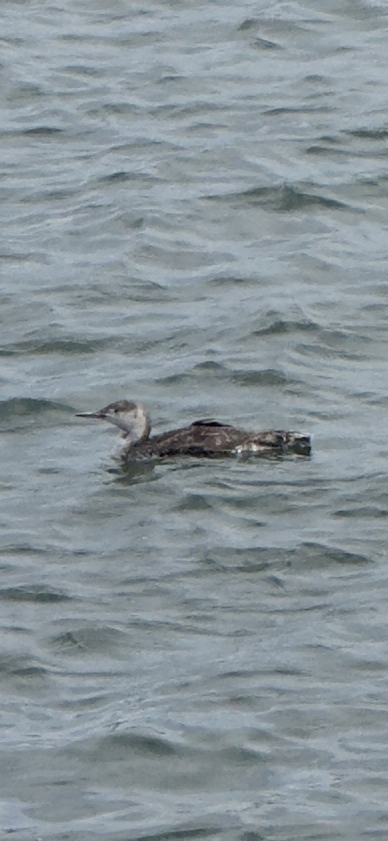 Red-throated Loon - ML619605972