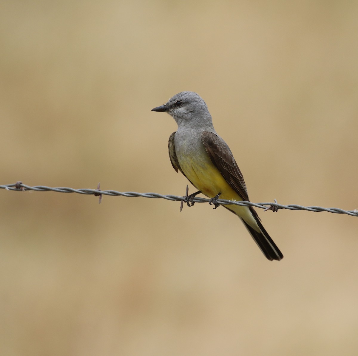 Western Kingbird - maggie peretto