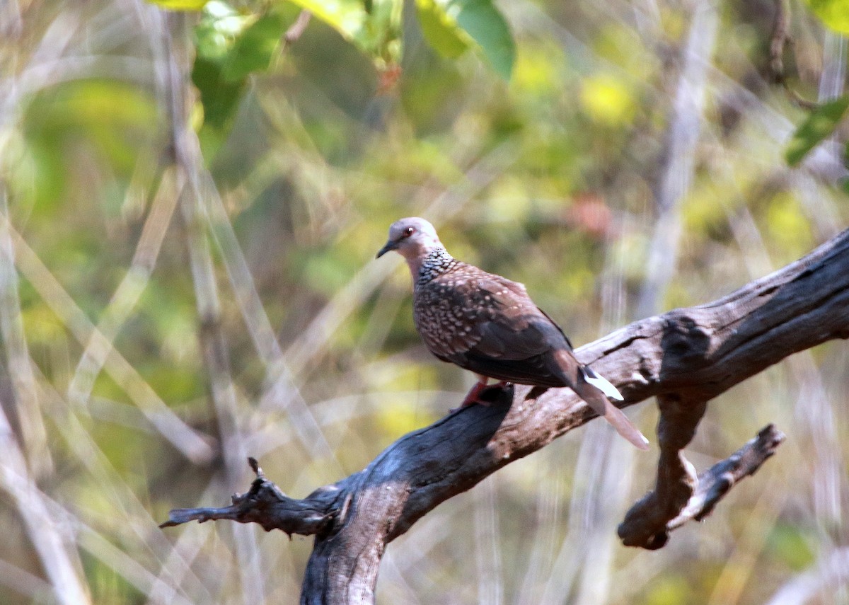 Spotted Dove - Jagat Flora
