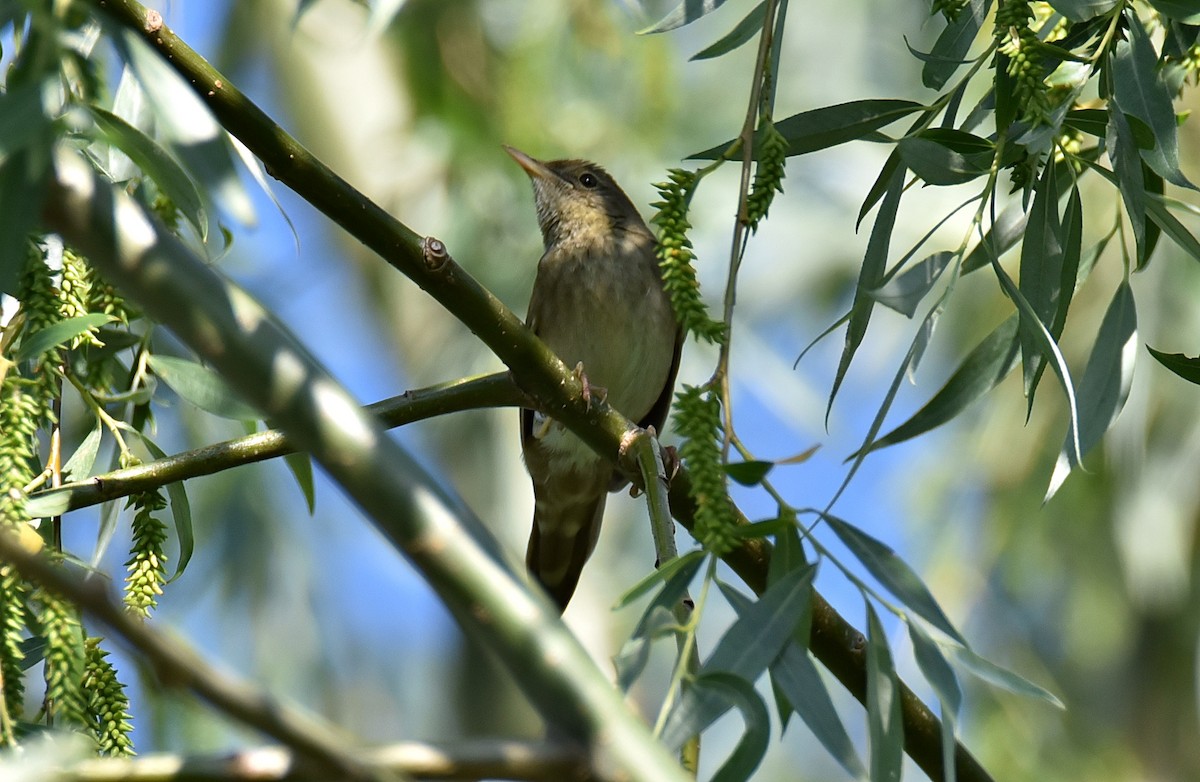 River Warbler - Oleh Sheremet