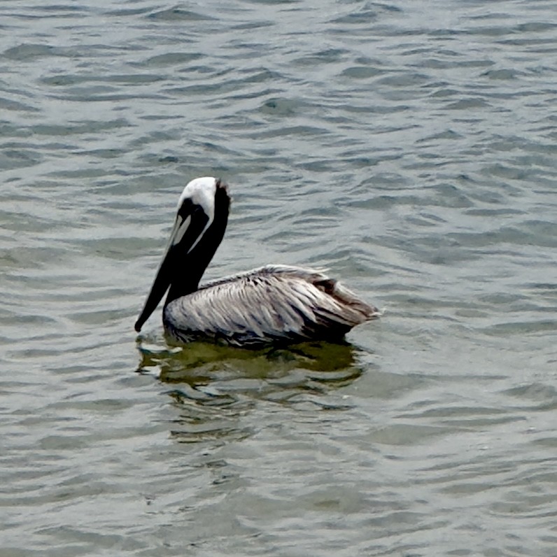 pelikán hnědý - ML619605987