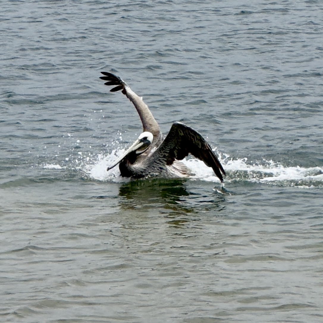 pelikán hnědý - ML619605988