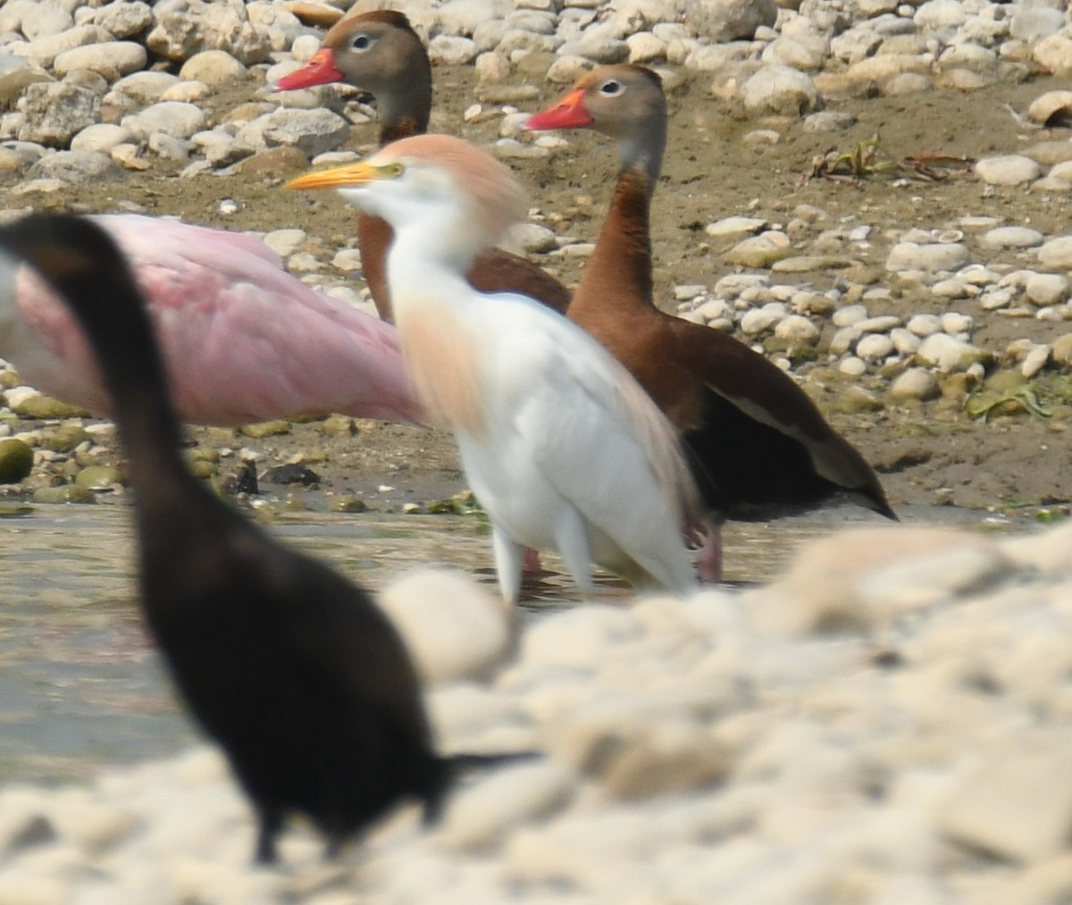 Western Cattle Egret - Leonardo Guzmán (Kingfisher Birdwatching Nuevo León)