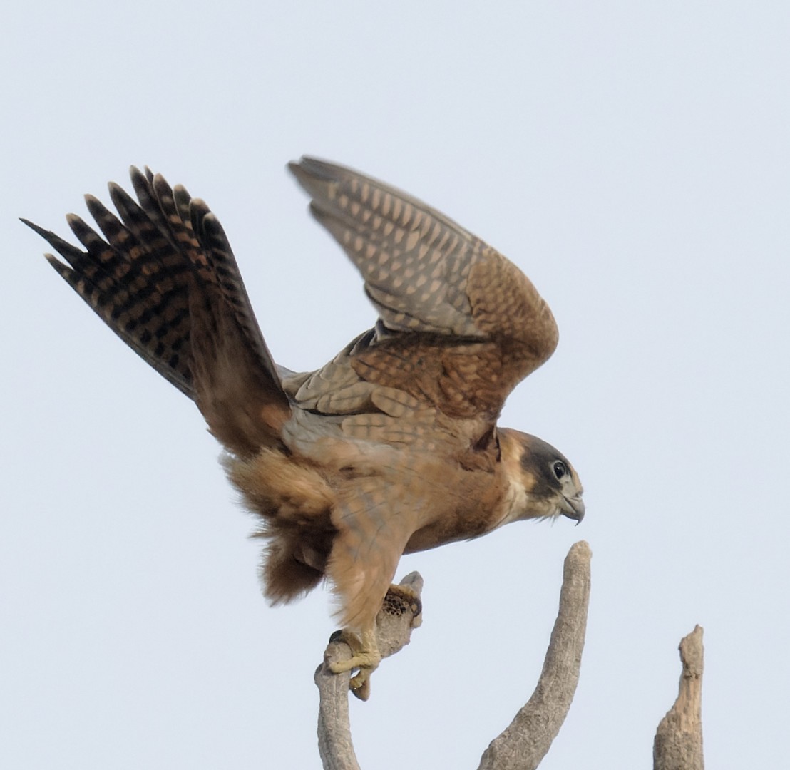 Australian Hobby - Peter Bennet