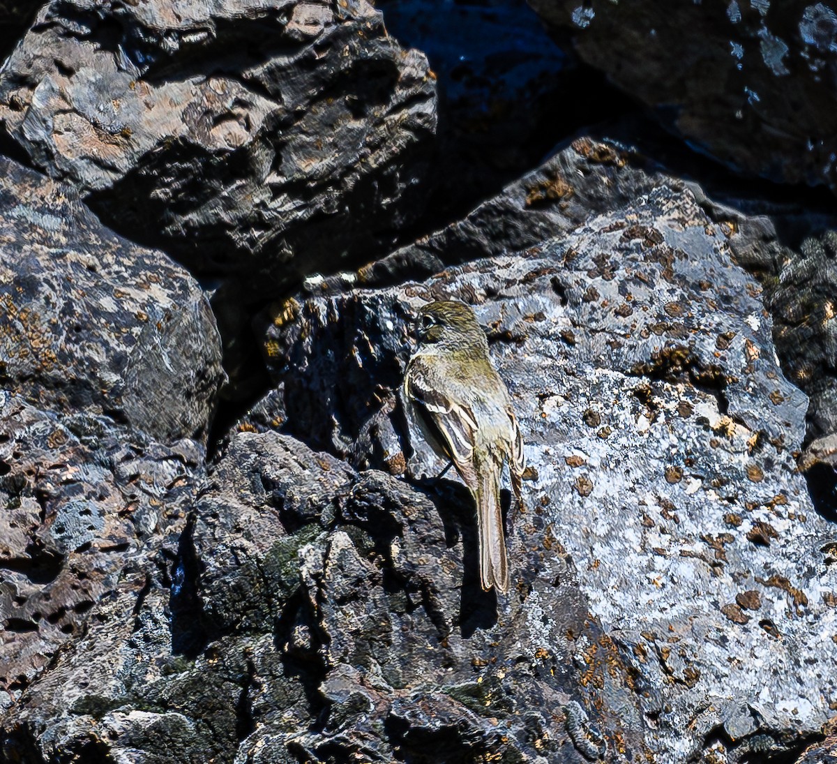 Dusky Flycatcher - Ken Miracle