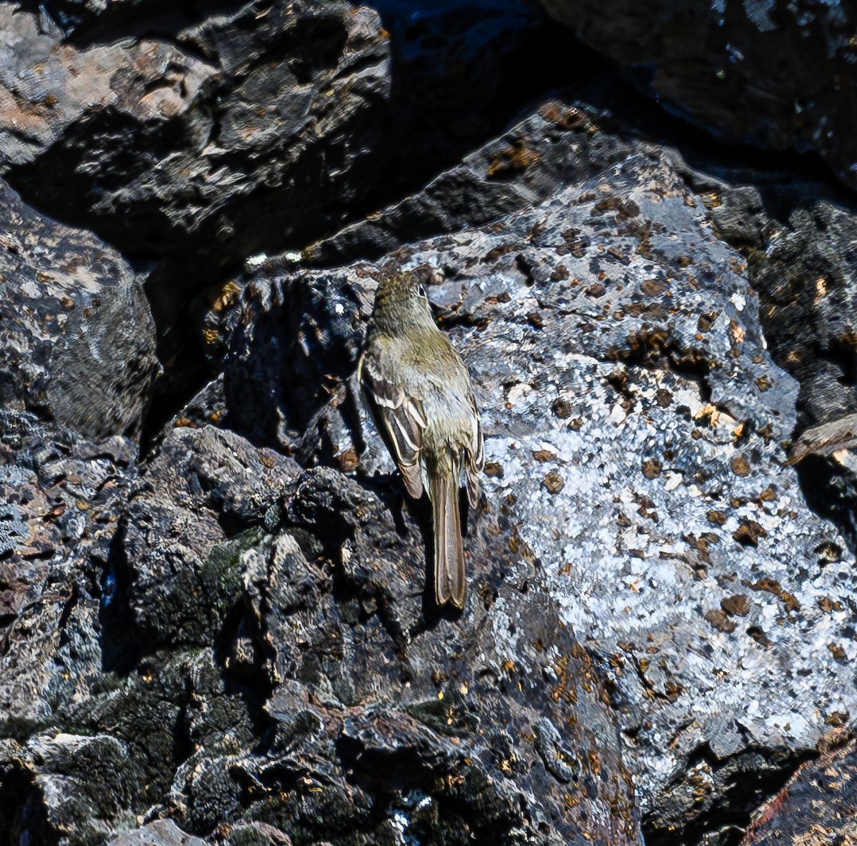 Dusky Flycatcher - Ken Miracle