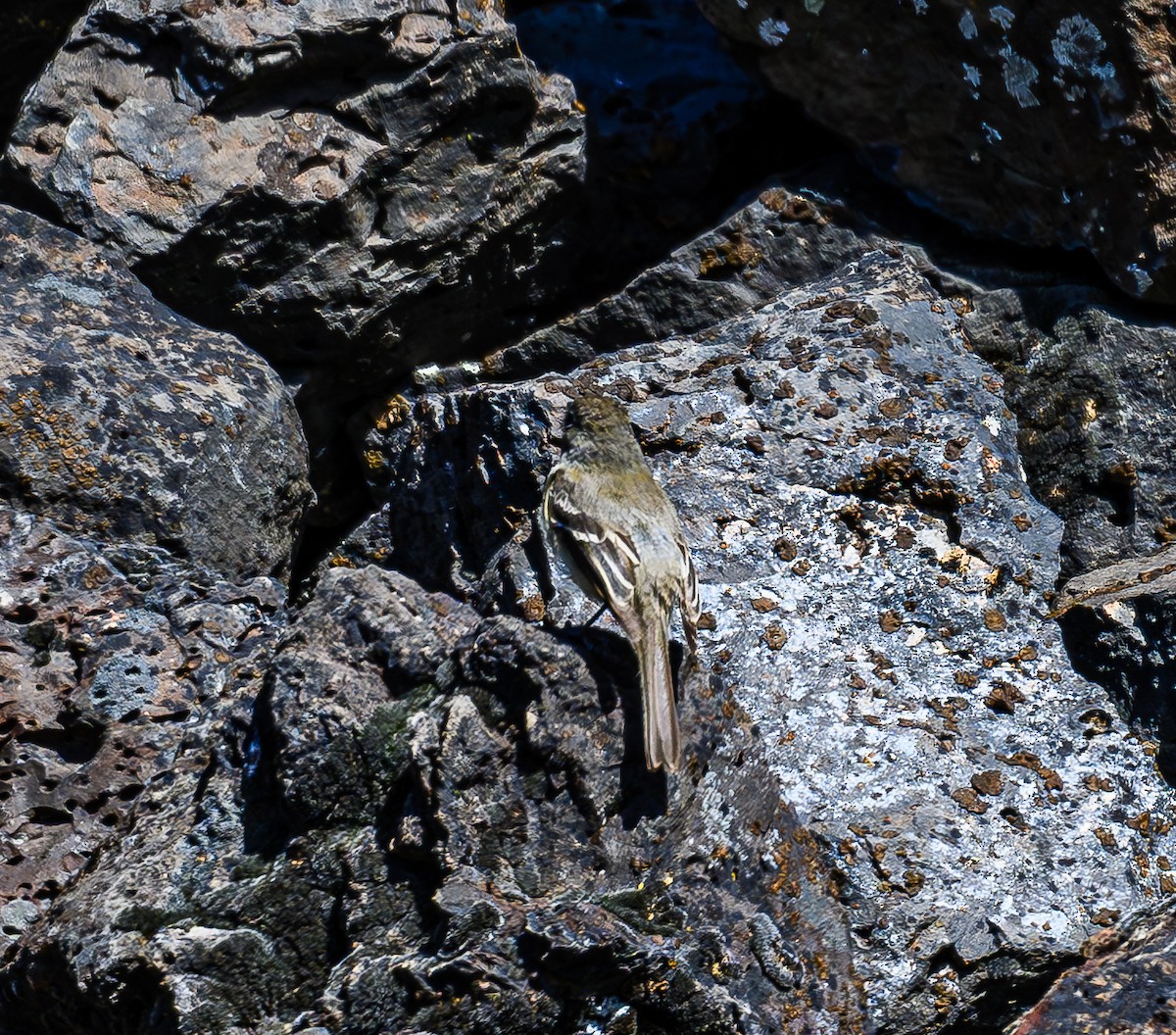 Dusky Flycatcher - Ken Miracle