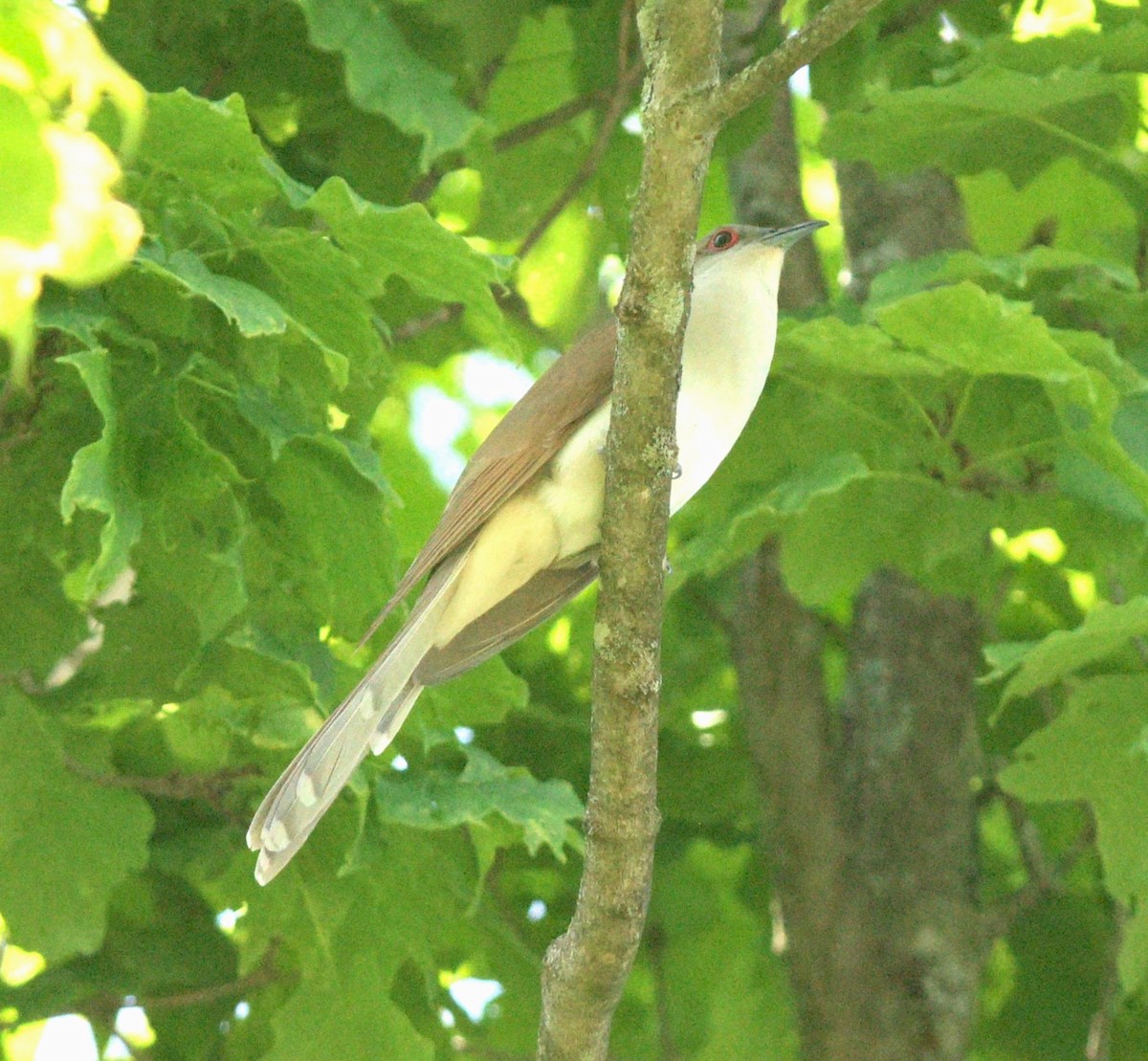 Black-billed Cuckoo - Paul Shanahan