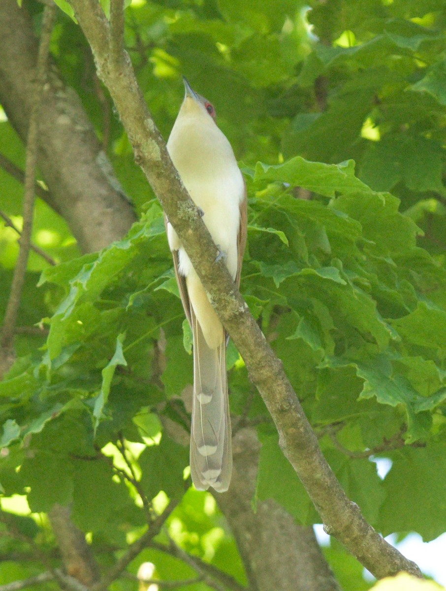 Black-billed Cuckoo - Paul Shanahan