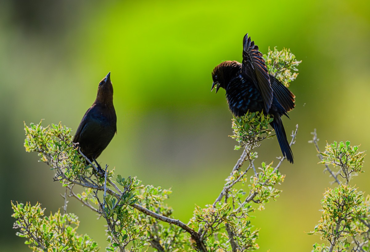 Brown-headed Cowbird - Ken Miracle