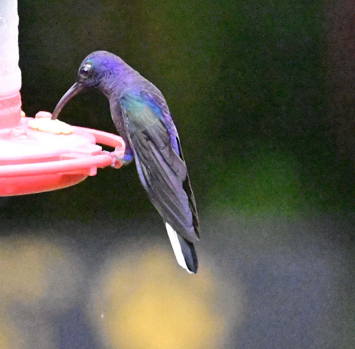 Colibrí Morado - ML619606025