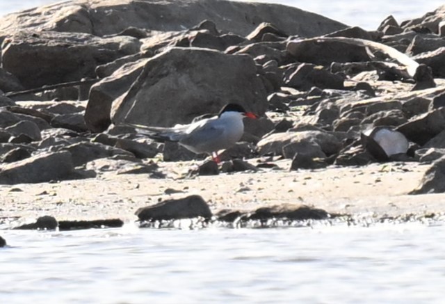 Common Tern - ML619606027