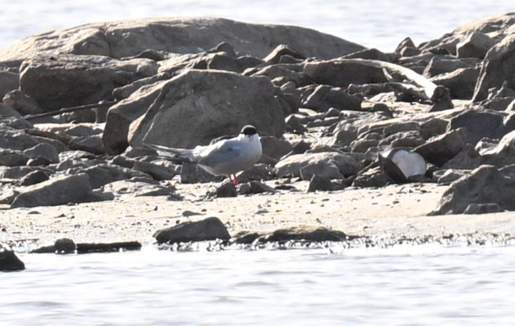 Common Tern - ML619606029