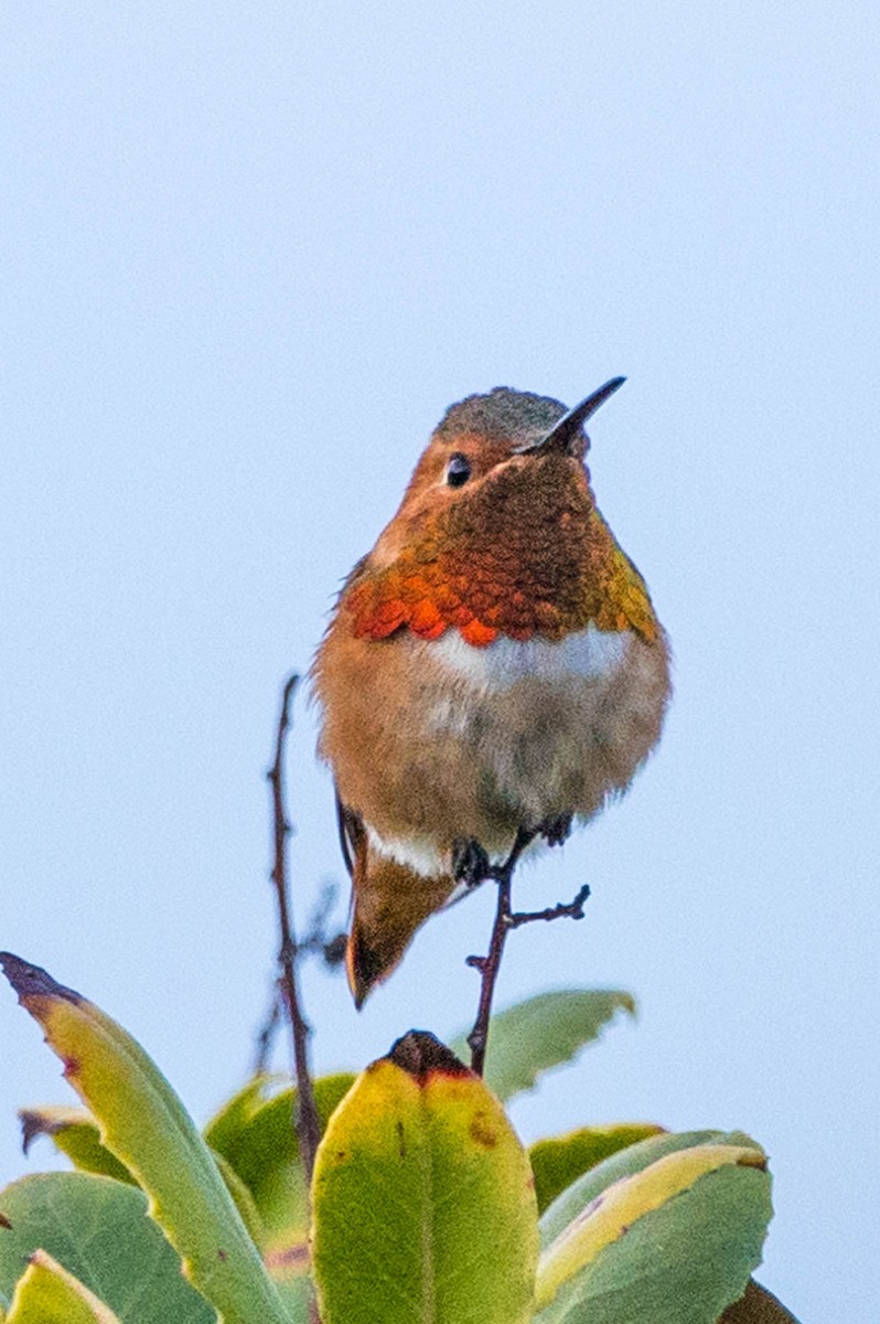 Allen's Hummingbird - Gene Tortelli