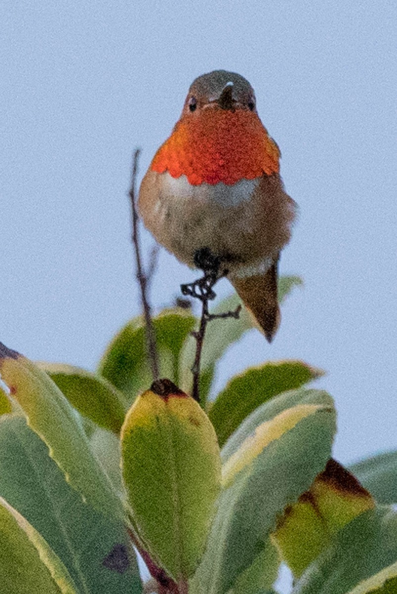 Allen's Hummingbird - Gene Tortelli