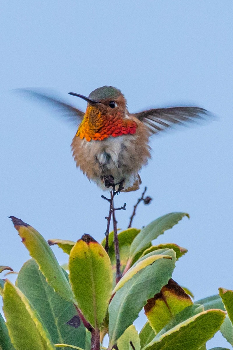 Allen's Hummingbird - Gene Tortelli
