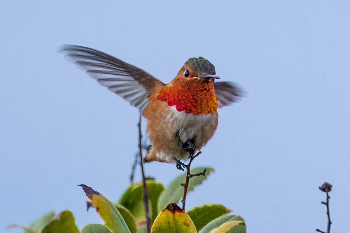 Allen's Hummingbird - Gene Tortelli