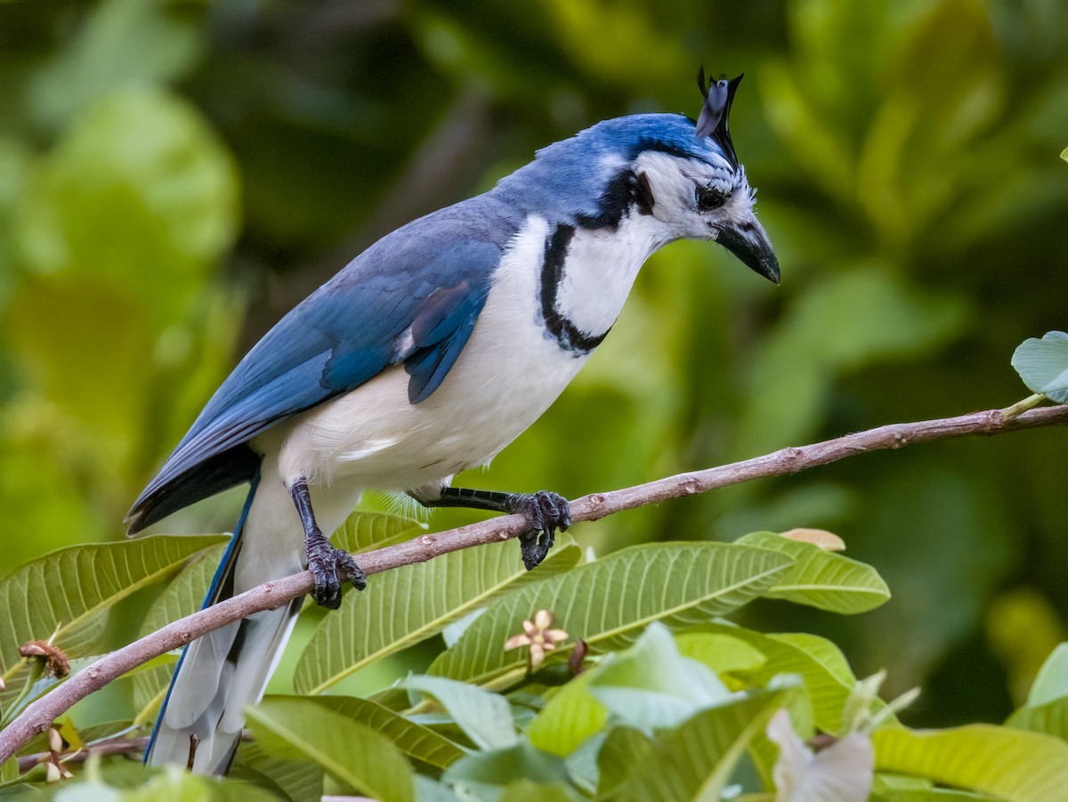 White-throated Magpie-Jay - Imogen Warren