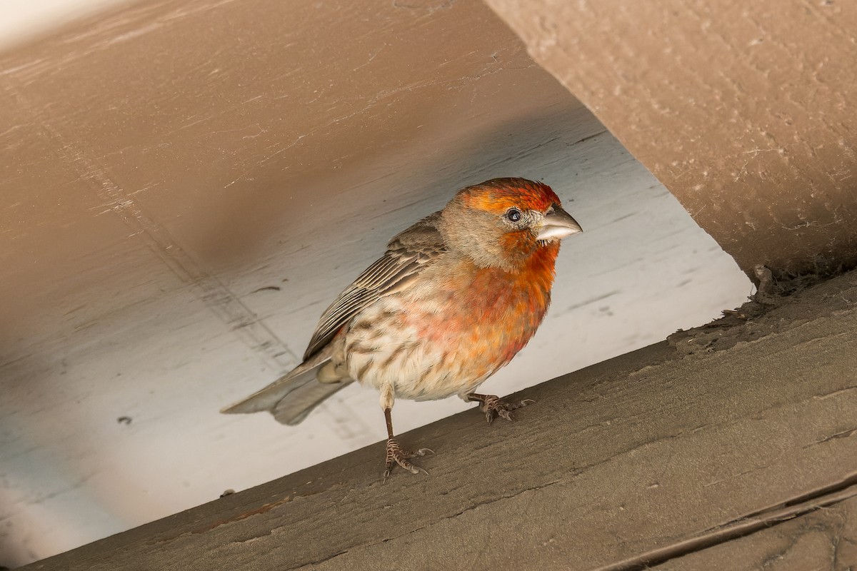 House Finch - Ruslan Balagansky