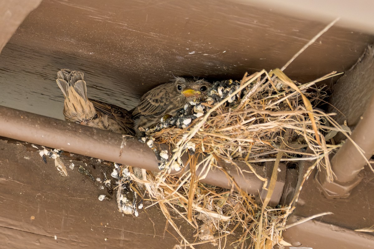 House Finch - Ruslan Balagansky