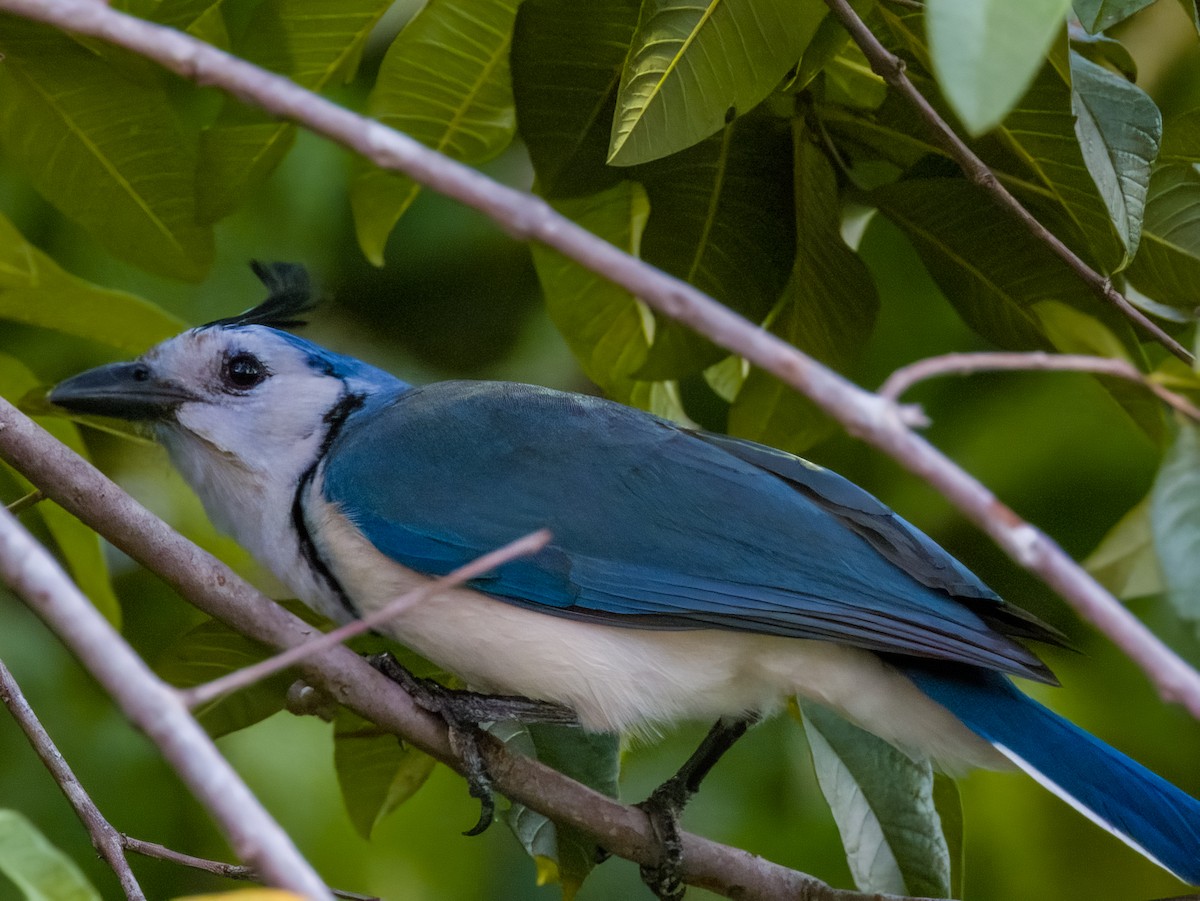 White-throated Magpie-Jay - Imogen Warren