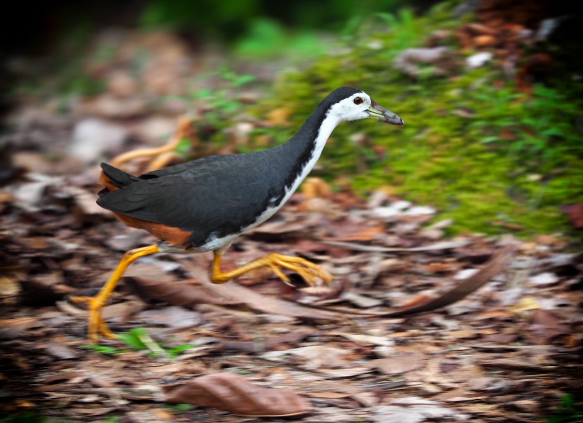 White-breasted Waterhen - Tay Zhi Ming