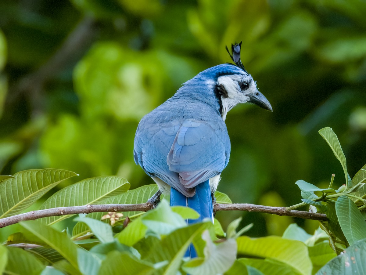 White-throated Magpie-Jay - Imogen Warren