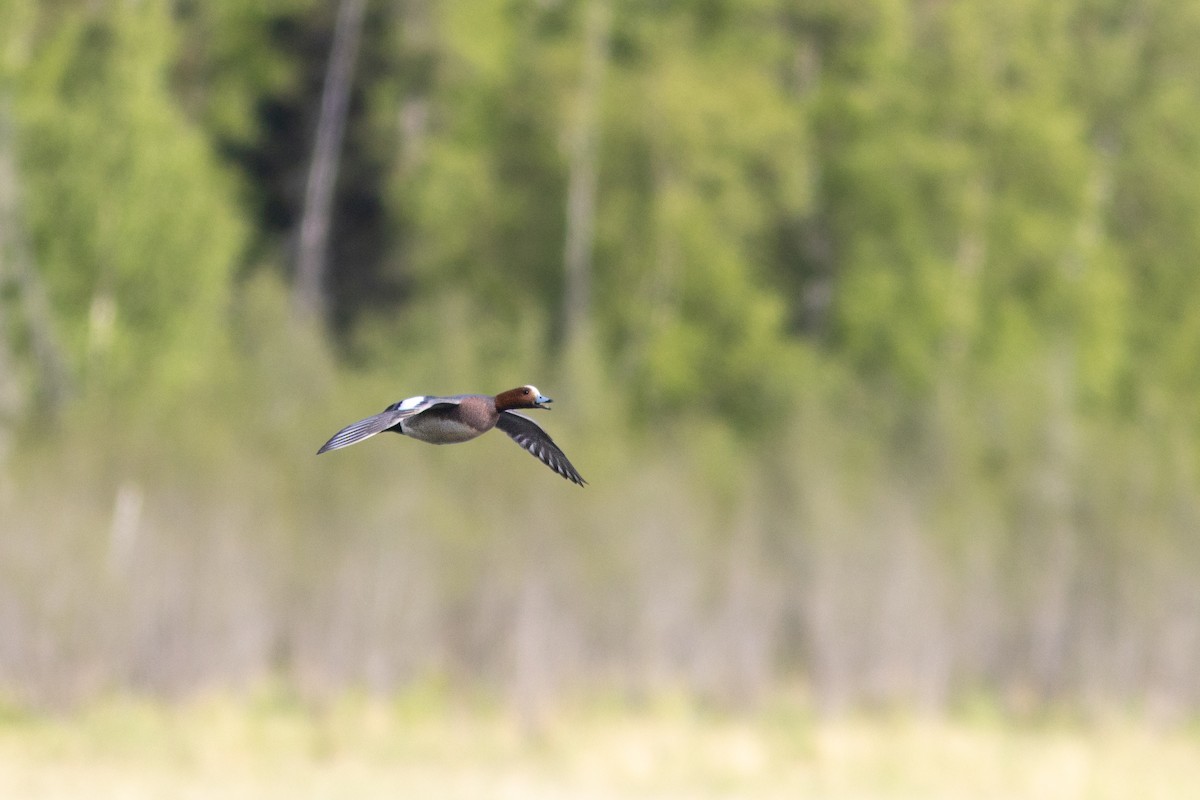 Eurasian Wigeon - ML619606074