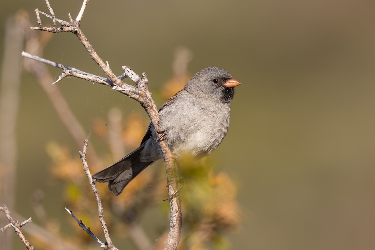 Black-chinned Sparrow - Marc Better