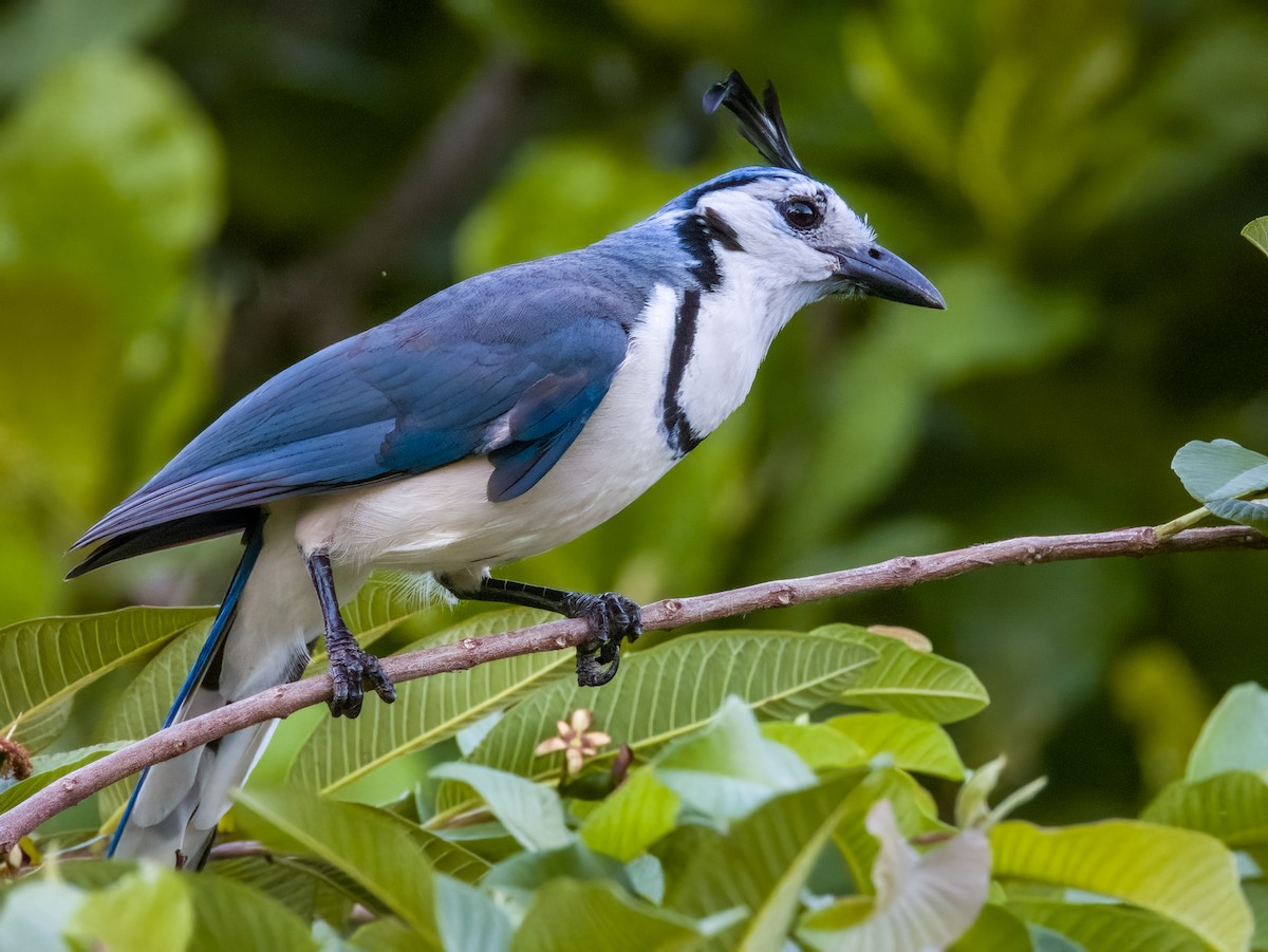 White-throated Magpie-Jay - Imogen Warren