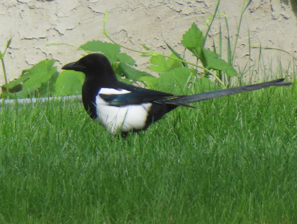 Black-billed Magpie - Violet Kosack