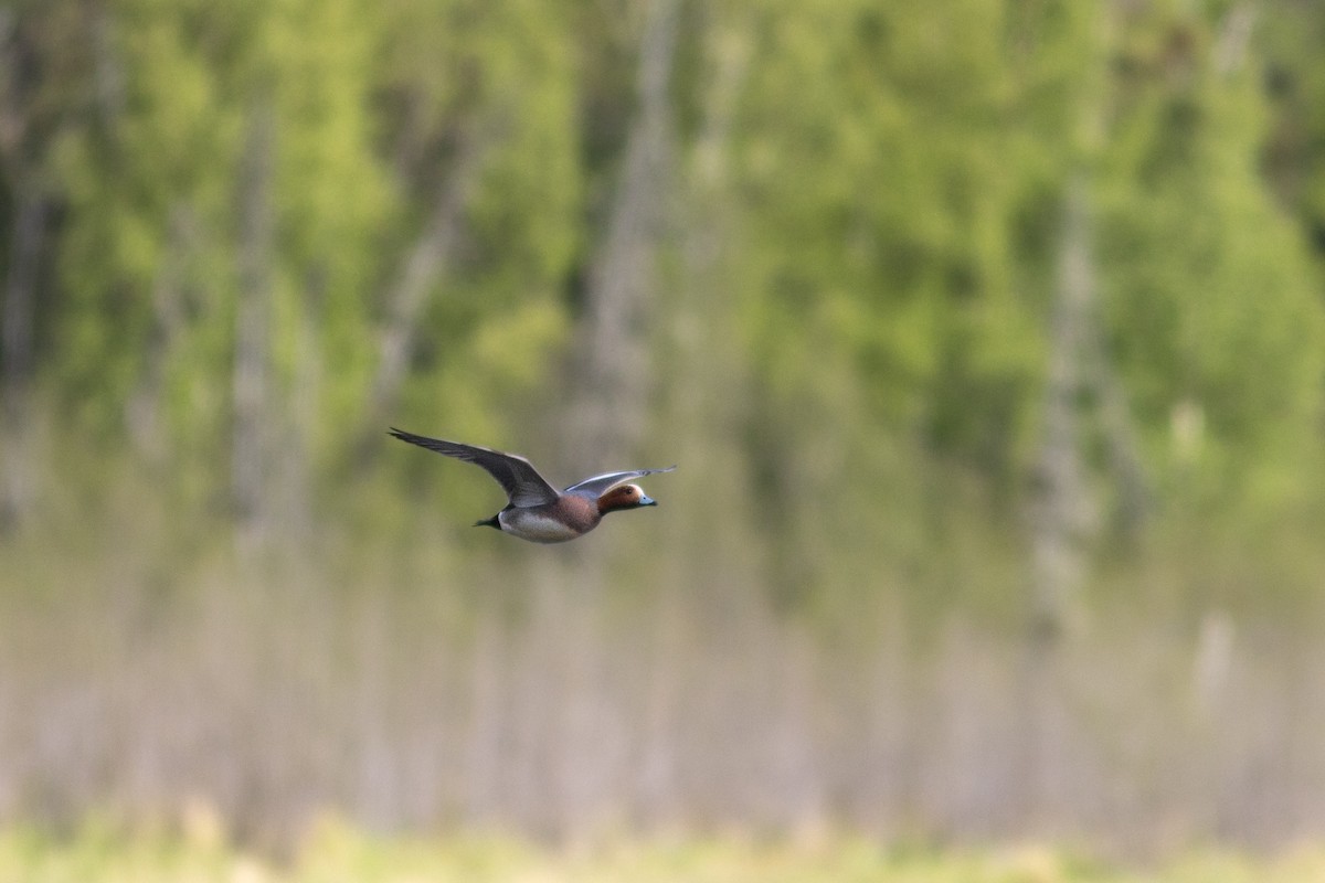 Eurasian Wigeon - ML619606079