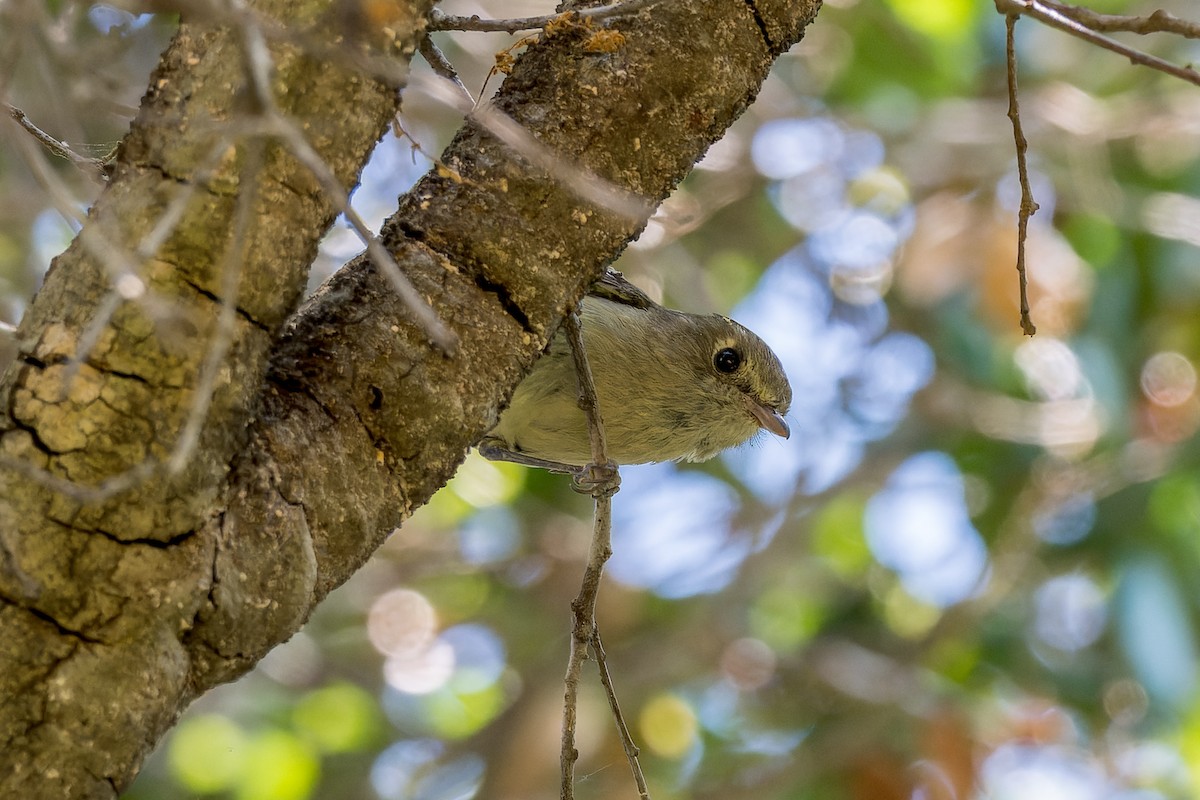 Hutton's Vireo - ML619606080