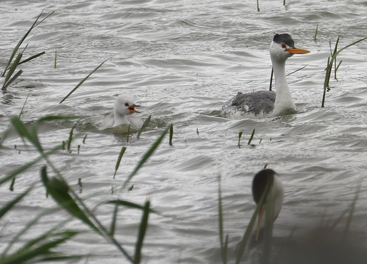 Clark's Grebe - Lauri Taylor