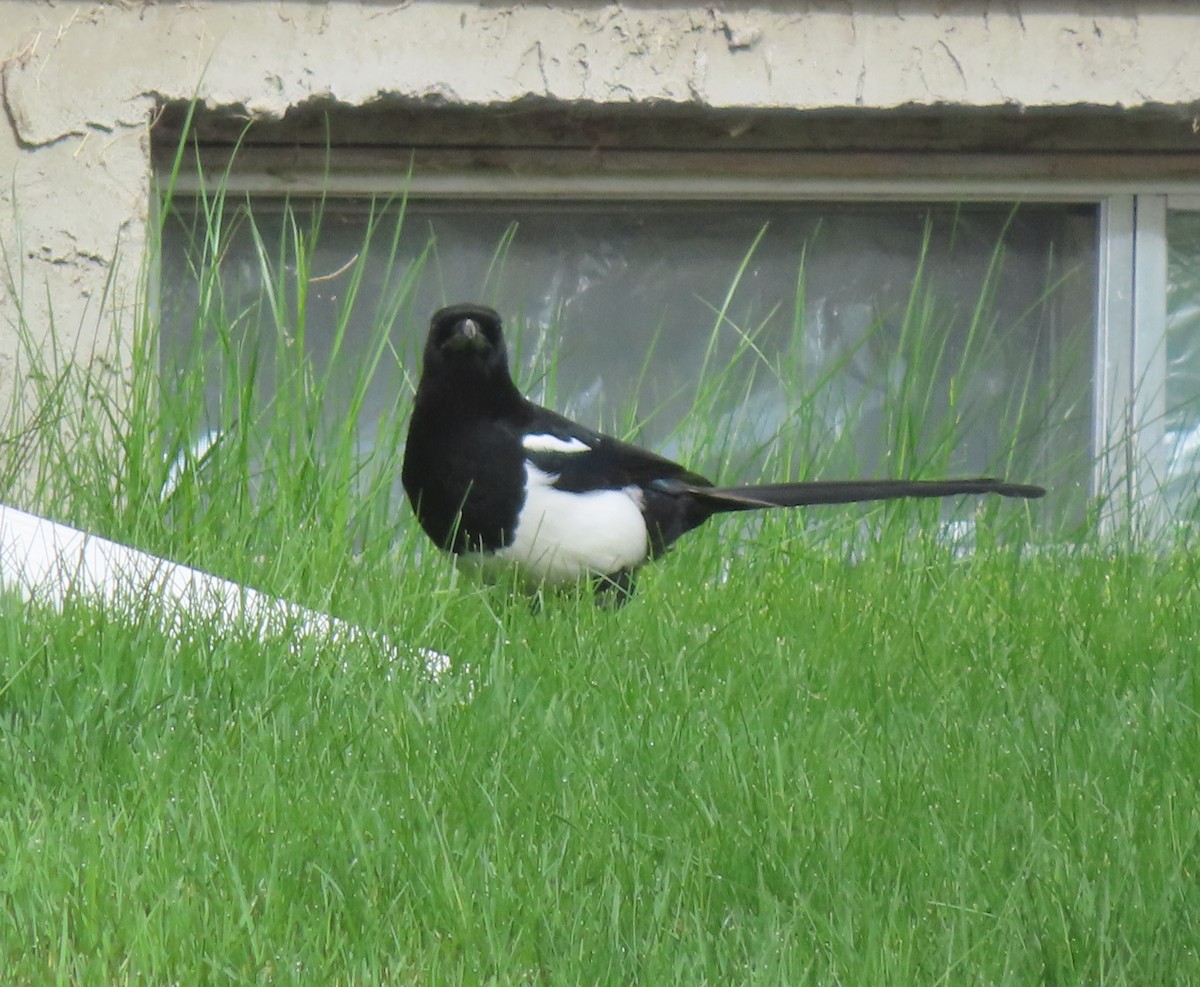 Black-billed Magpie - Violet Kosack