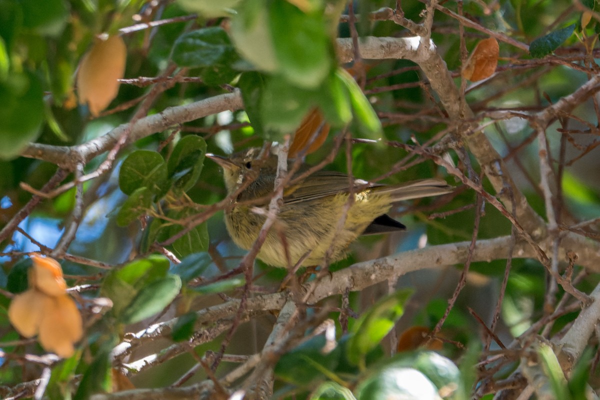 Orange-crowned Warbler - ML619606101